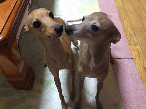 福島県郡山市 イタリアングレーハウンド専門犬舎 Ch エリーの店 Every One エブリワン